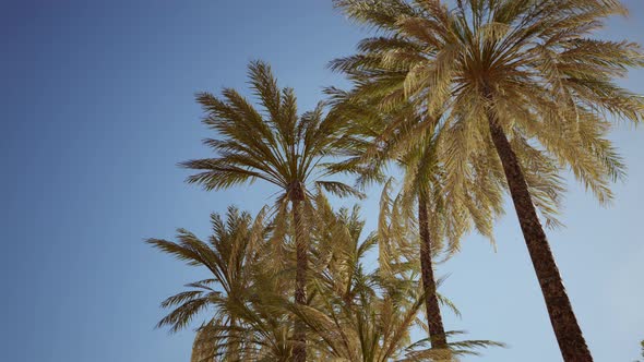 View of the Palm Trees Passing By Under Blue Skies alt