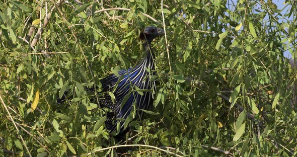 Vulturine Guineafowl, acryllium vulturinum, Adult perched in Tree, Samburu Park, Kenya, Real Time 4K alt