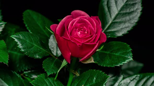Red Rose Plant Blooming Flower in Time Lapse on a Black Background. Single One Flower Opens Bud alt