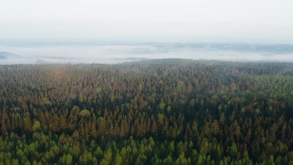 Aerial Drone Flying Over Beautiful Spring Forest Misty Morning Clouds of Fog on Horizon alt