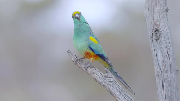 slow motion close up of a mulga parrot in a tree at gluepot reserve alt