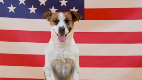 Portrait of a funny dog breed Jack Russell Terrier on the background of the American flag