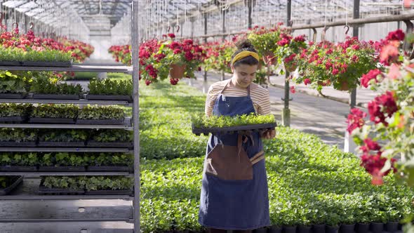 Gardener Puts Tray with Seedlings Onto Rack in Greenhouse