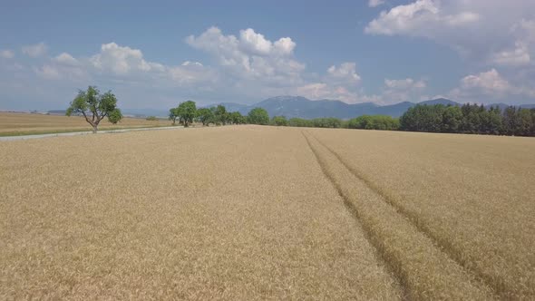 Wheat Field in Rural Countryside Nature in Sunny Day on Bio Farm, Green Agriculture alt