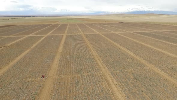 Tree sapling cultivation. alt