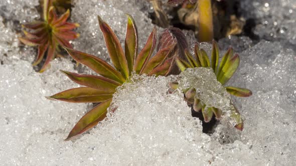 Timelapse Footage of Melting Ice and Snow