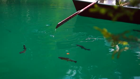 Rowing a boat in blue water full of fish