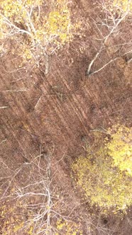 Vertical Video of Forest Landscape in Autumn Slow Motion alt