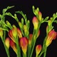 Time-lapse of opening orange freesia flower buds - VideoHive Item for Sale
