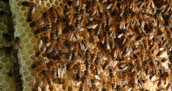 |European Honey Bee, apis mellifera, Bees on a wild Ray, Bees working on Alveolus alt