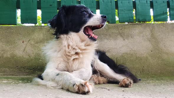 Stressless old dog laying down outdoors, looking aside yawning. Funny pet emotions.