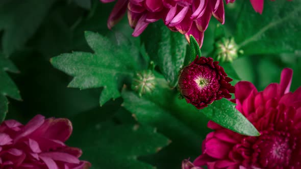 Chrysanthemum Flowers Timelapse alt