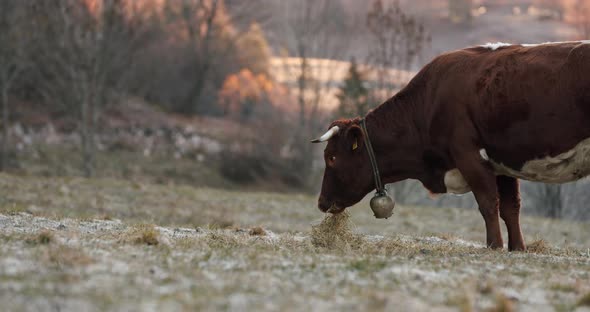 A Large Brown Cow Eating Hay on a Cold Morning While the Sun Rises in the Background