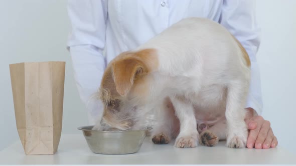 The dog on the table eats food from a bowl. Girl petting Jack Russell Terrier alt