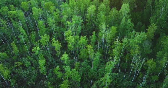 Flight over green forest in summer. Birch Grove. Aerial view alt