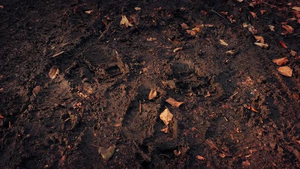 Moving Along Muddy Forest Path in the Evening alt