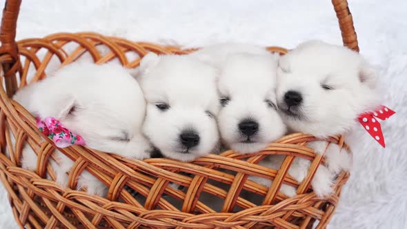Sleepy Four White Puppies in a Basket alt