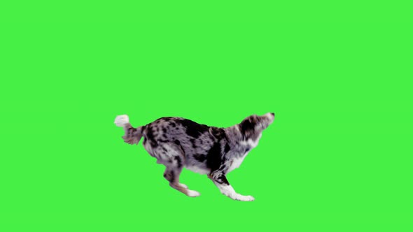 Border Collie Jumping and Catching a Ball on a Green Screen Chroma Key