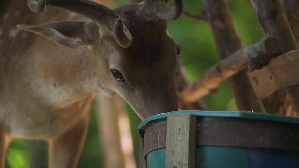 Brown Dappled Deer Eats From Green Bucket in Forest Closeup alt