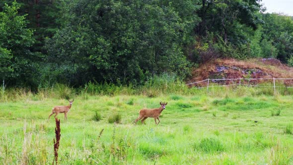 Roe Deers On Grassy Forest On Tromoy In Arendal, Norway. - Medium Shot alt