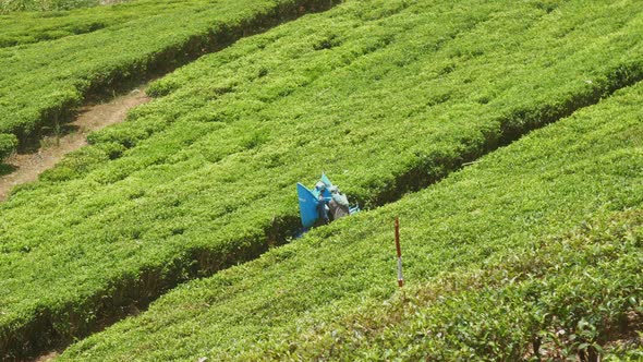 Workers Gather Fresh Tea Leaves on Large Green Plantation alt