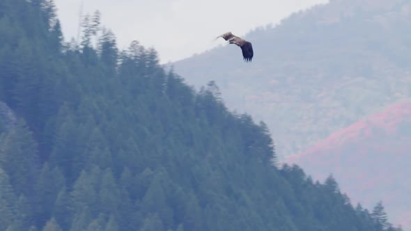 Bald Eagle flying through the sky during Fall in Idaho alt