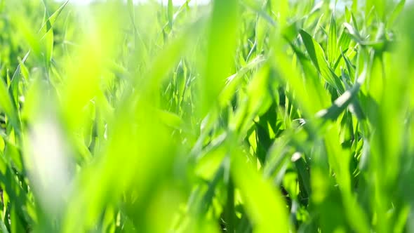 Green Grass Close Up Blurred Effect of Green Grass alt