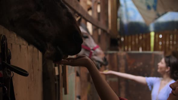 Two Young Happy Women Feeding Apples Horses in Paddock alt