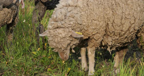 Domestic sheeps ( merinos d Arles), grazing in the vineyards, Occitanie, France alt