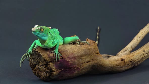 Helmet-bearing Basilisk Sitting on Wooden Snag at Black Background. Close Up alt
