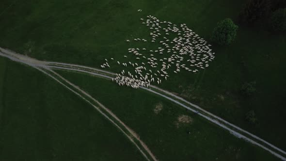 Aerial Shot Revolving Around a Flock of Sheep Grazing on a Green Meadow