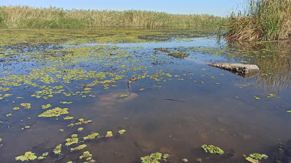River Pollution Algae Bloom Poor Ecology