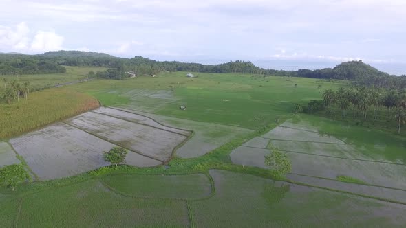 Aerial View of Rice Fields in the Philippines