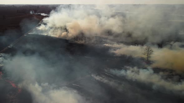 Wild fire in the field with dry grass