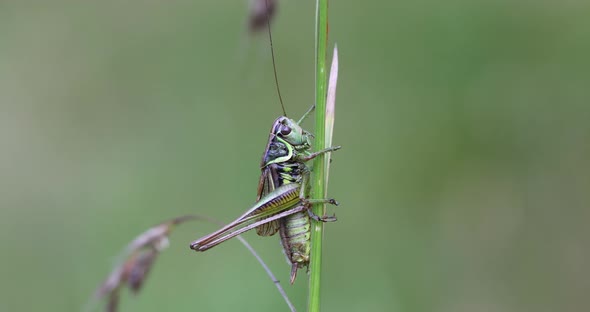 detail of insect Roesel s Bush-cricket on a green grass leaf alt