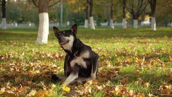 A Kind Beautiful Dog is Sitting on the Grass