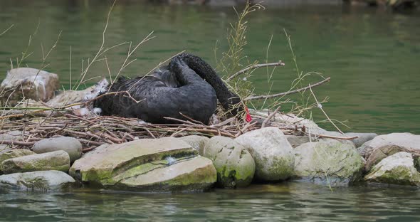 Black Swan Sits in Nest alt