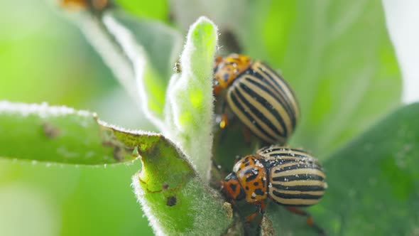 Two Colorado Striped Beetles  Leptinotarsa Decemlineata alt