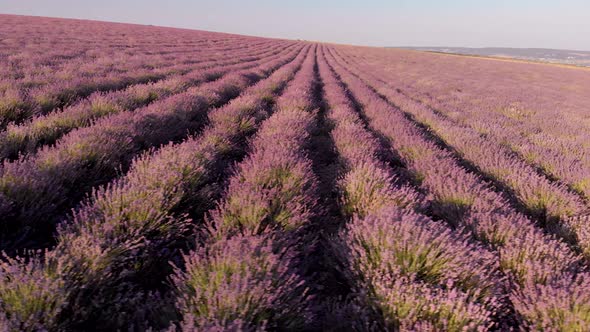 Flight Over Big Hill of Lavender Meadow at Sunset