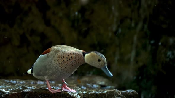 A male ringed teal, callonetta leucophrys dipping its beak into water and extend its neck upward to alt