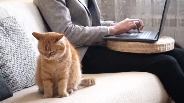A man working on laptop at home during a Covid-19 pandemic lockdown with a red cat alt