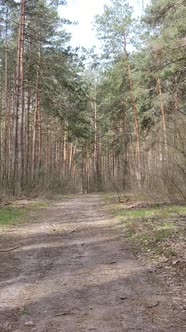 Vertical Video of a Road in the Forest Slow Motion alt