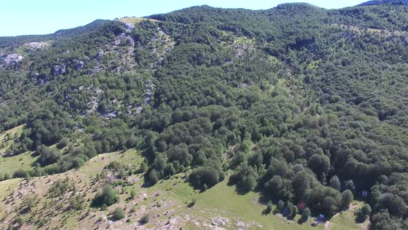 Flying above thick forest with grass plains alt