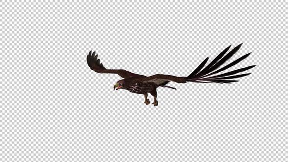 Forest Falcon - Flying Attack Loop - Side Angle