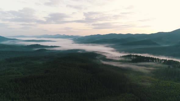 Fog Over Coniferous Forest in the Carpathians