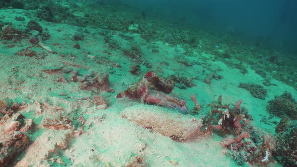 Scorpionfish Coral Reef alt
