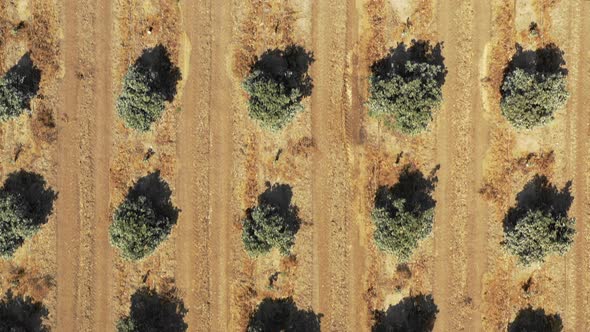 Aerial drone top shot flying backwards over rows of green crops on farm alt