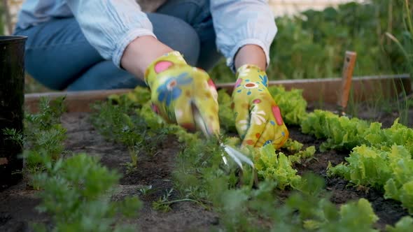 Woman Gardener in Gloves Working in the Garden in the Backyard alt