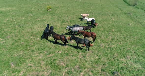 Flight Over Wild Horses Herd on Mountain Meadow. Summer Mountains Wild Nature. Freedom Ecology alt