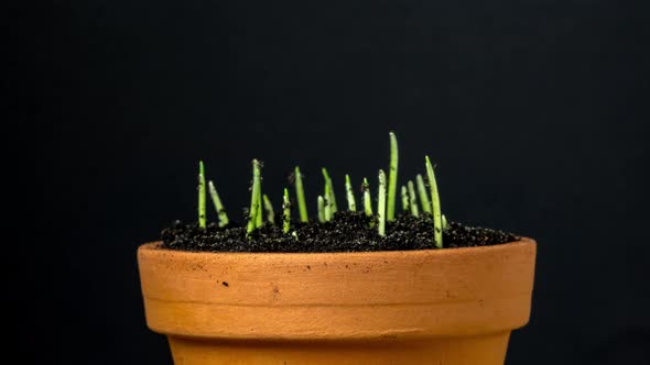 Wheat Growing on Black Timelapse